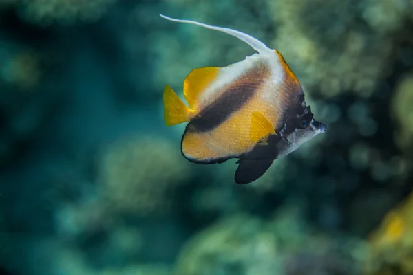 Pește de mare roșie - Heniochus intermedius — Fotografie, imagine de stoc