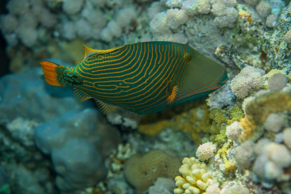 Oranje-striped Trekkervissen Stockfoto