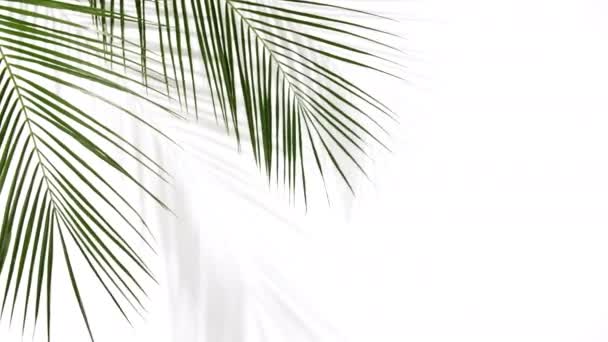 Beyaz arka planda gölgeli tropikal palmiye yapraklarının hareketi — Stok video