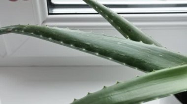 Yeşil aloe vera yaprağını bıçakla kestim. Doğal tıbbi bitki. Organik kozmetik, alternatif tıp. 