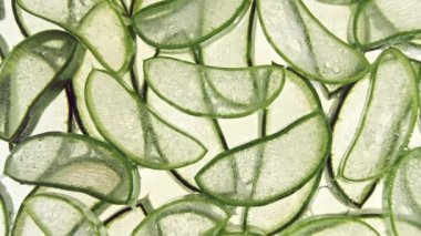 Yakından Aloe Vera dilimlenmiş. Meyve suyu aloe vera 'sının hareketi. Doğal tıbbi bitki. Organik kozmetik, alternatif tıp. Üst görünüm.