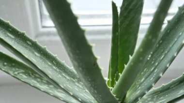 Yapraklarına yağmur damlası damlayan Aloe Vera bitkisi. Doğal tıbbi bitki. Organik kozmetik, alternatif tıp. 