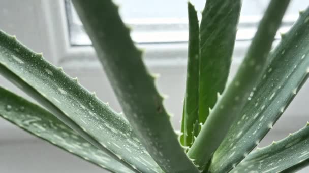 Närbild Aloe Vera vÃ ¤xt med regndroppar pÃ ¥blad. Naturlig medicinsk växt. Ekologisk kosmetika, alternativ medicin. — Stockvideo