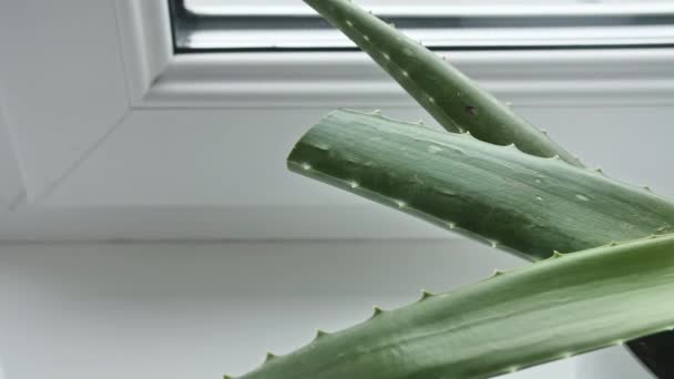 Hoja de aloe vera verde de corte manual con un cuchillo. Planta medicinal natural. Cosmética ecológica, medicina alternativa. — Vídeo de stock