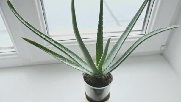 Planta de Aloe Vera de primer plano con gotas de lluvia en las hojas. Planta medicinal natural. Cosmética ecológica, medicina alternativa. — Vídeo de stock