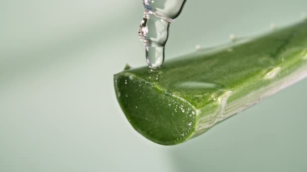 Motion of dropping a drop aloe vera liquid from leaf on green blurred background. Natural medical plant. Organic cosmetics, alternative medicine. — Stock Video