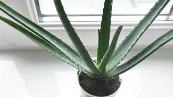 Primo piano Pianta di Aloe Vera con gocce di pioggia sulle foglie. Pianta medica naturale. Cosmetici biologici, medicina alternativa. — Video Stock