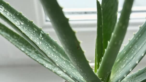 Closeup Aloe Vera tanaman dengan tetes hujan pada daun. Tanaman medis alami. Kosmetik organik, pengobatan alternatif. — Stok Video