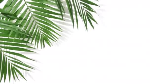 Pohyb tropických palmových listů se stíny na bílém pozadí