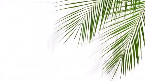 Движение тропических пальмовых листьев с тенями на белом фоне — стоковое видео