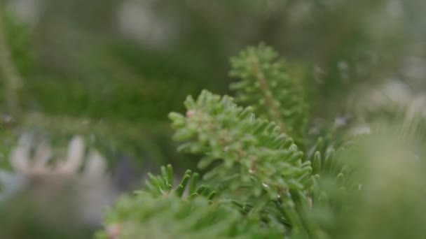 Kışın buzlu ladin dalları — Stok video
