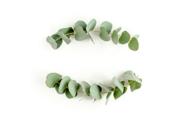 Okaliptüsten yapılmış çelenk çerçevesi ve beyaz arka planda izole edilmiş yapraklar. Düz uzan, üst görünüm