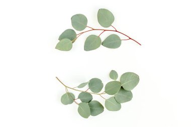 Okaliptüsten yapılmış çelenk çerçevesi ve beyaz arka planda izole edilmiş yapraklar. Düz uzan, üst görünüm