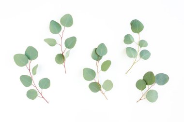 Beyaz arkaplanda yeşil yapraklar izole edilmiş.