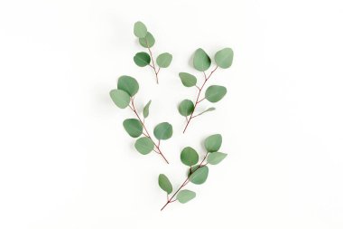 Beyaz arkaplanda yeşil yapraklar izole edilmiş.