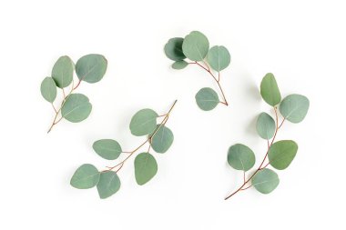 Beyaz arkaplanda yeşil yapraklar izole edilmiş.