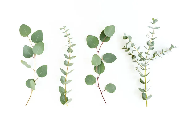 Groene bladeren eucalyptus geïsoleerd op witte achtergrond. — Stockfoto