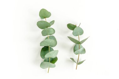 Beyaz arkaplanda yeşil yapraklar izole edilmiş.