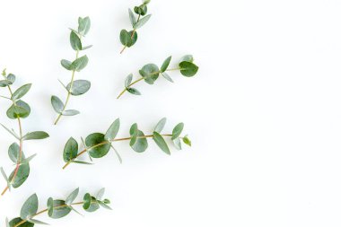 Beyaz arkaplanda yeşil yapraklar izole edilmiş.