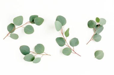 Beyaz arkaplanda yeşil yapraklar izole edilmiş.