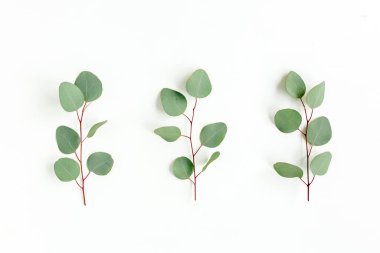 Beyaz arkaplanda yeşil yapraklar izole edilmiş.