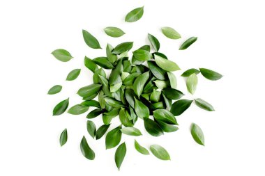 Beyaz arka planda yeşil yapraklı desen, doku. Düz uzan, üst görünüm