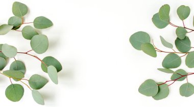 Yeşil yapraklı okaliptüsler beyaz arka planda izole edilmiş. düz yatış, üst görünüm