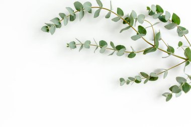 Beyaz arkaplanda yeşil yapraklar izole edilmiş.