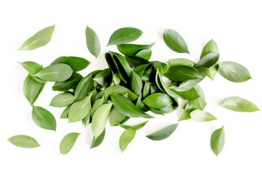 Beyaz arka planda yeşil yapraklı desen, doku. Düz uzan, üst görünüm