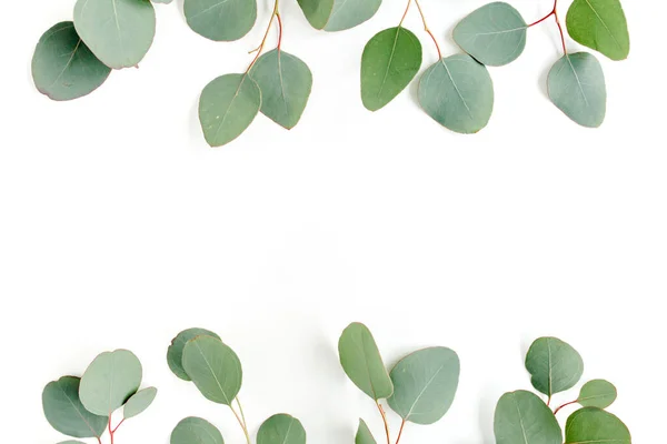 Gröna blad eukalyptus isolerad på vit bakgrund. — Stockfoto