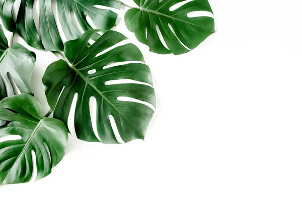 Tropické palmové listy Monstera na bílém pozadí. Byt ležel, horní pohled. — Stock fotografie