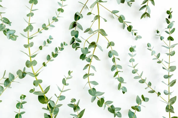 Bakgrund: Textur av gröna eukalyptusblad. Platt ligg, ovanifrån — Stockfoto