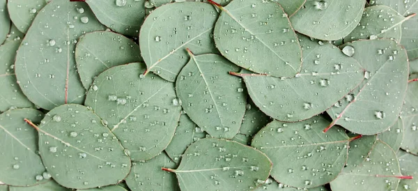 Arkaplan, yeşil okaliptüs yapraklarından yapılmış yağmur damlası ve çiğ. Düz yatış, üst görünüm — Stok fotoğraf