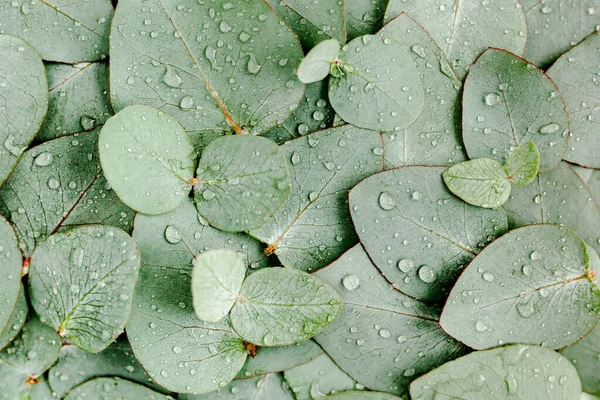 Tło, tekstura z zielonych liści eukaliptusa z kroplą deszczu, rosa. Płaskie ułożenie, widok z góry — Zdjęcie stockowe