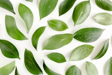 Beyaz arka planda yeşil yapraklı desen, doku. Düz uzan, üst görünüm