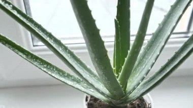 Yapraklarına yağmur damlası damlayan Aloe Vera bitkisi. Doğal tıbbi bitki. Organik kozmetik, alternatif tıp. 