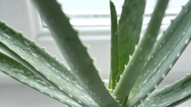 Yeşil bulanık arkaplanda yapraktan bir damla aloe vera sıvısı düşürme hareketi. Doğal tıbbi bitki. Organik kozmetik, alternatif tıp. 