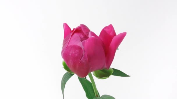 Hermosa flor de peonía roja y floreciente abierta sobre fondo blanco. Fondo de la boda, concepto del día de San Valentín. Caducidad de tiempo, lapso de tiempo de primer plano — Vídeos de Stock