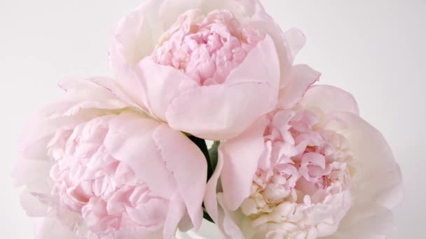 Прекрасна рожева, пухнаста квітка на білому тлі. На задньому плані - концепція Дня святого Валентина. Пропуск часу, таймелапсис. — стокове відео