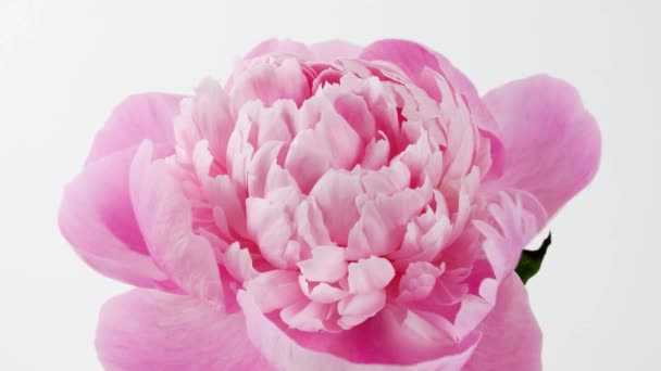 Prachtige roze, Bloeiende pioenroos open op witte achtergrond. Bruiloft achtergrond, Valentijnsdag concept. Tijdsverloop, close-up tijdspanne — Stockvideo