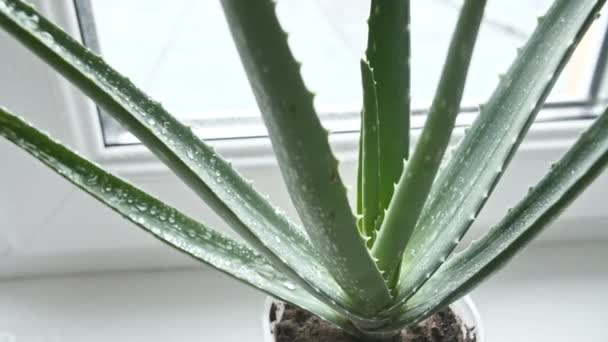 Gros plan Aloe Vera plante avec des gouttes de pluie sur les feuilles. Plante médicale naturelle. Cosmétiques biologiques, médecine alternative. — Video