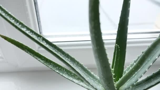 Zbliżenie Aloe Vera roślin z kroplami deszczu na liściach. Naturalna roślina medyczna. Kosmetyki ekologiczne, medycyna alternatywna. — Wideo stockowe