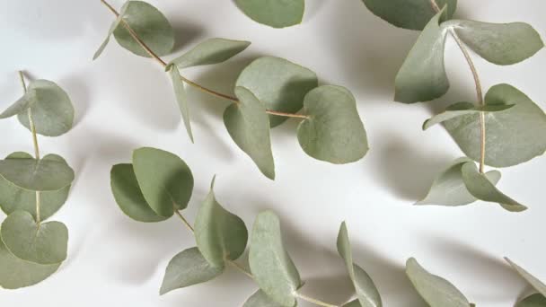 Zöld levelek eukaliptusz izolálva egy fehér forgóasztalon. Eukaliptusz kivonat, illóolaj. Természetes kozmetikumok hajra és bőrápolásra. Felülnézet. — Stock videók
