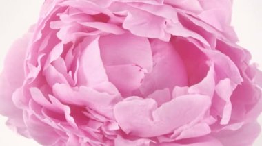 Güzel pembe, çiçek açan şakayık çiçekleri beyaz arka planda. Düğün arkaplanı, Sevgililer Günü konsepti. Zaman aşımı, yakın çekim zaman aşımı