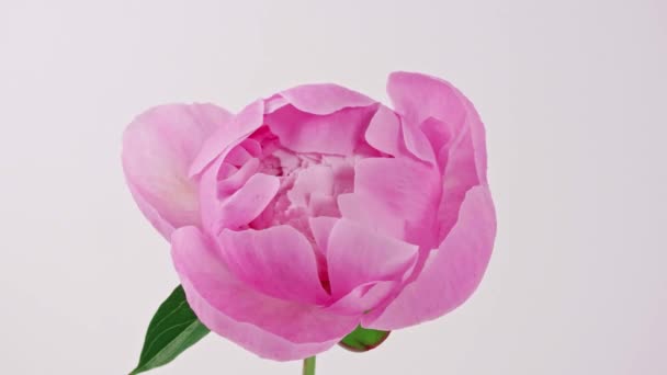 Hermosa flor de peonía rosa y floreciente abierta sobre fondo blanco. Fondo de la boda, concepto del día de San Valentín. Caducidad de tiempo, lapso de tiempo de primer plano — Vídeo de stock