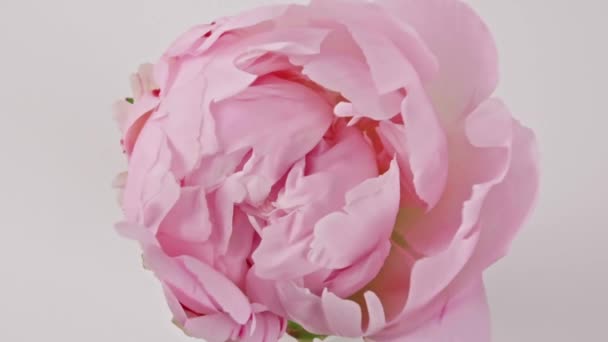 Розовый, цветущий цветок пиона на белом фоне. Свадебный фон, концепция Дня Святого Валентина. Временной интервал, крупным планом — стоковое видео