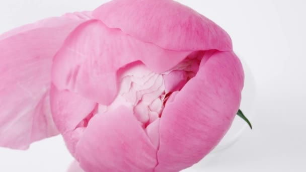 美しいピンク、白い背景に開く牡丹の花を咲かせます。結婚式の背景、バレンタインデーのコンセプト。タイムラプス、クローズアップタイムラプス — ストック動画