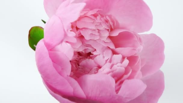 Hermosa flor de peonía rosa y floreciente abierta sobre fondo blanco. Fondo de la boda, concepto del día de San Valentín. Caducidad de tiempo, lapso de tiempo de primer plano — Vídeos de Stock