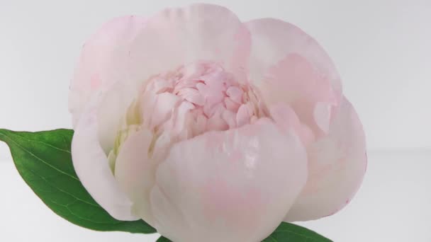 美しいピンク、白い背景に開く牡丹の花を咲かせます。結婚式の背景、バレンタインデーのコンセプト。タイムラプス、クローズアップタイムラプス — ストック動画