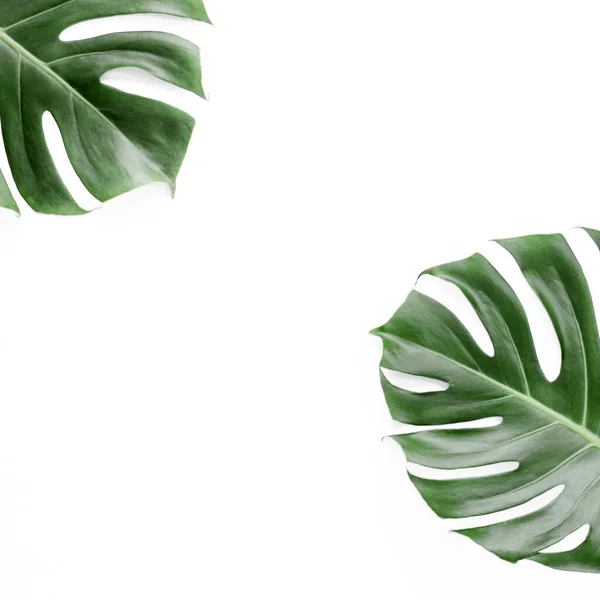 Tropische Blätter Monstera auf weißem Hintergrund. Flache Lage, Draufsicht — Stockfoto